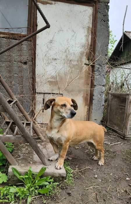 Отдам собачек в добрые руки СРОЧНО