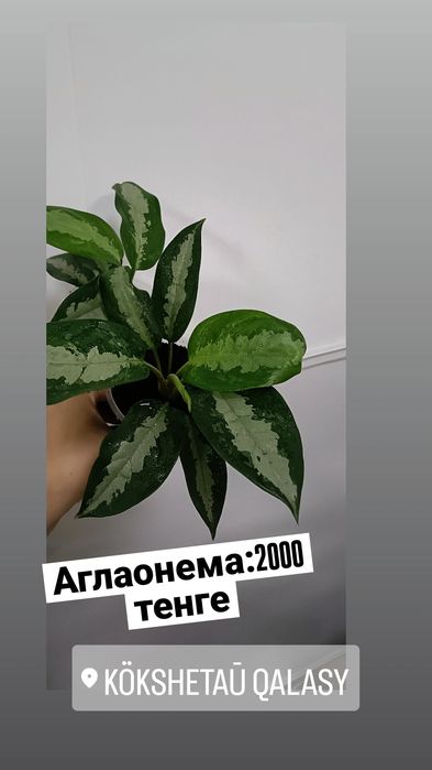 Аглаонема:2000 тенге