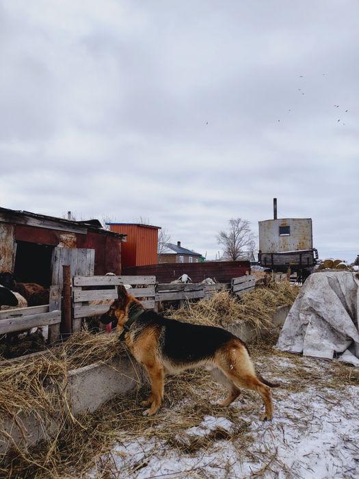 Немец продам или обмен