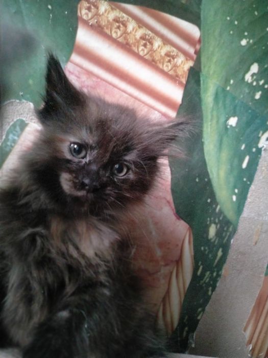 Котята даром отдам