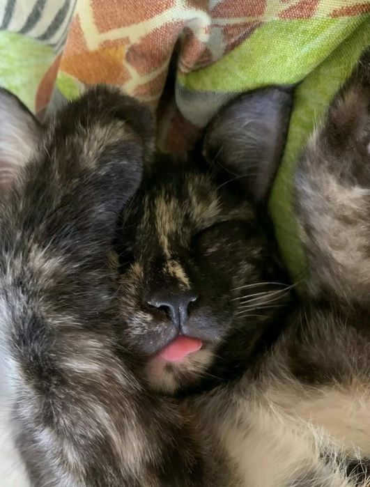 девочка, 9.5 месяцев (примерно)