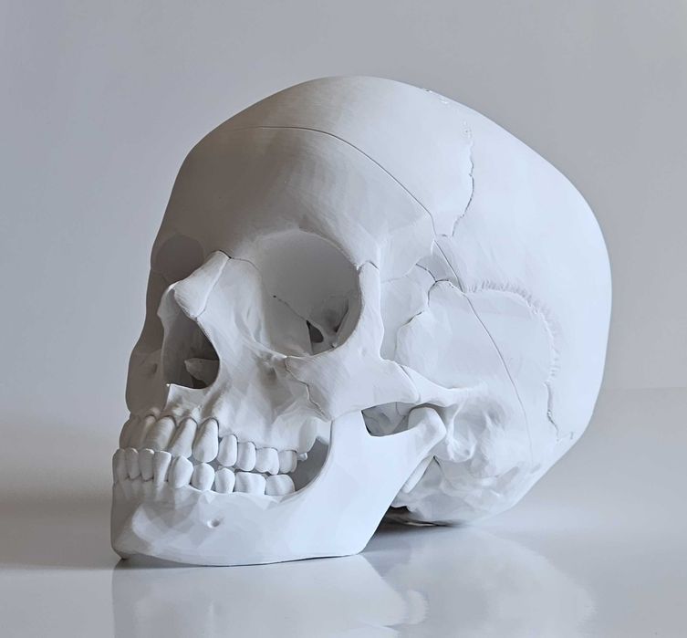 3D Принтиран анатомичен модел на череп