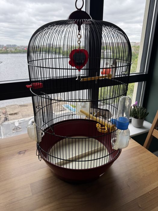 Colivie papagal mare