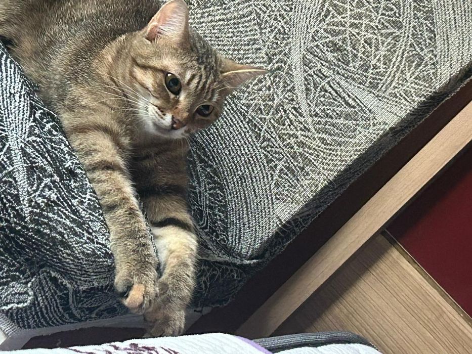 Отдам в добрые руки кошку