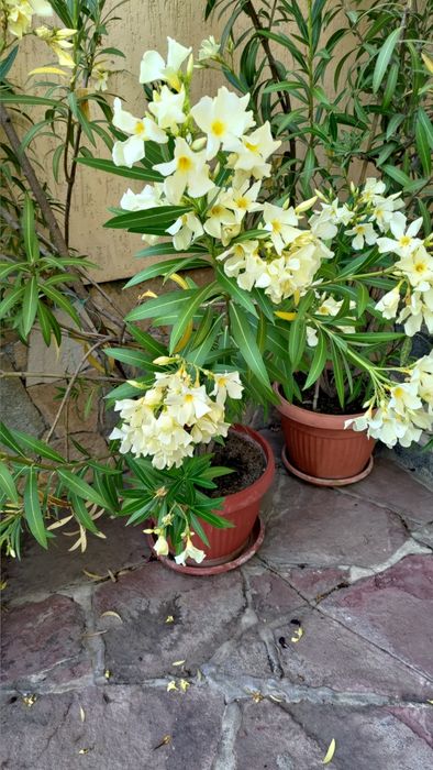 Олеандър/Зокум/Лян/Nerium Oleander