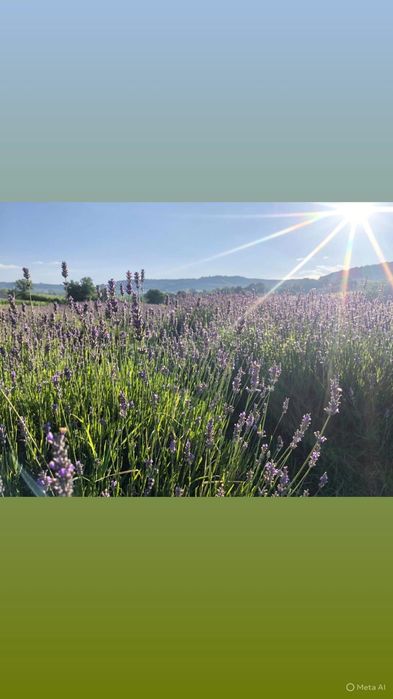 Floare uscată de Lavandin