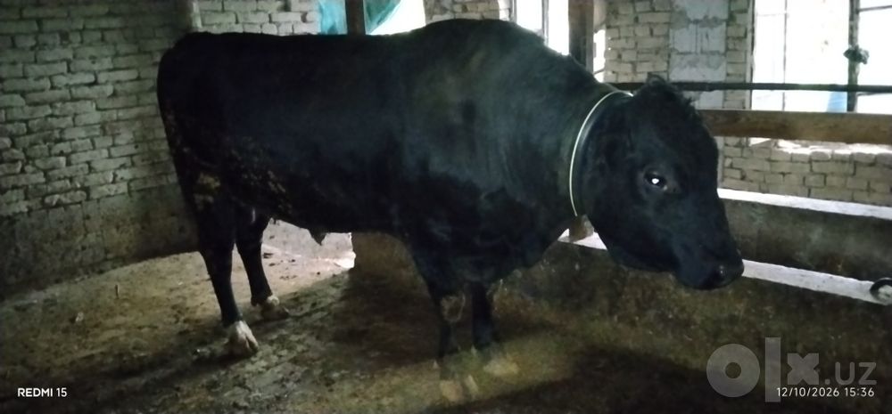 Zor olish uchun Angus buqa sotiladi narxi 6000$ kami bor