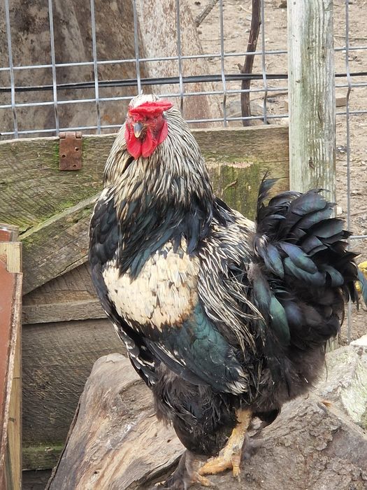 Cocosi tineri din vara