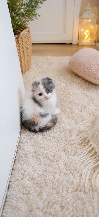 Продаются котята Шотландские скотиш фолд