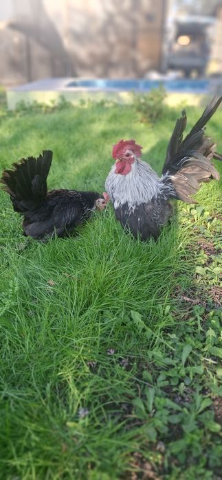 Декоративные куры шабо