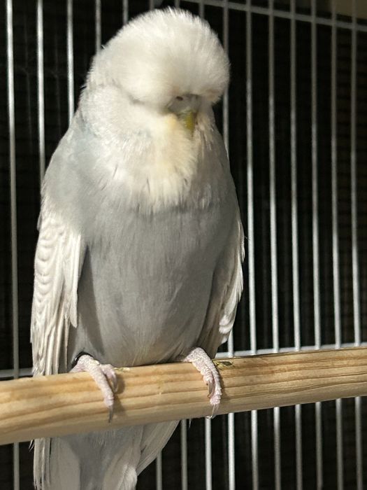 Papagali perusi standard pui si maturi