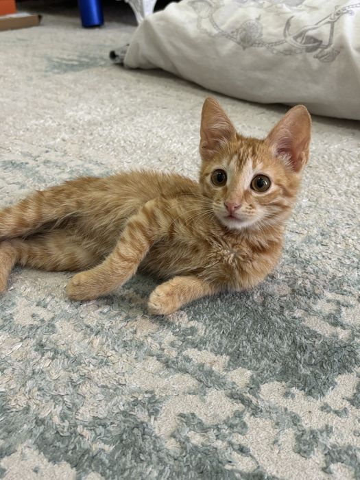Котенок рыжый в добрые руки