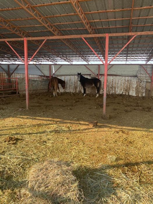 Жылқы сатамын семіз, ложади