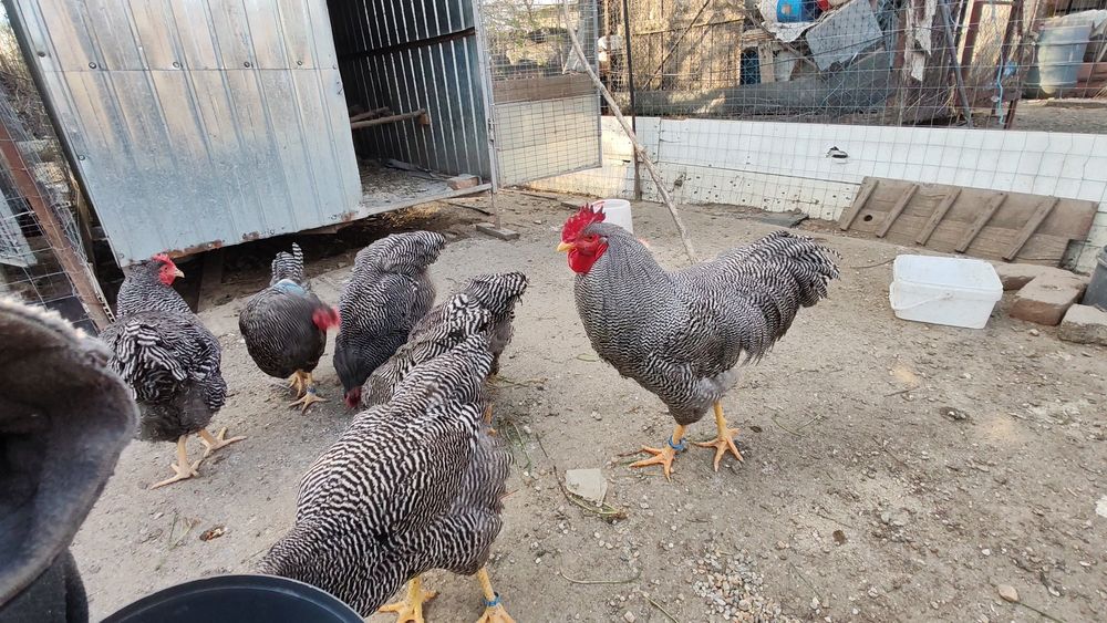 Ouă pt incubat Plymouth rock barat