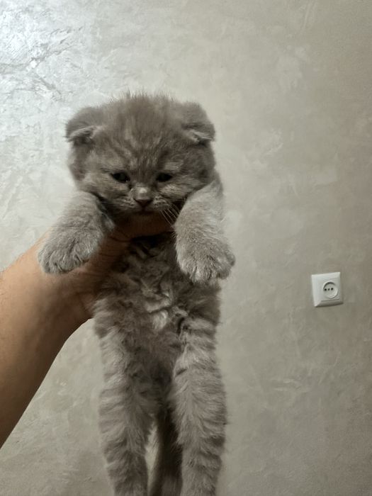 Кошки Скоттиш Фолд