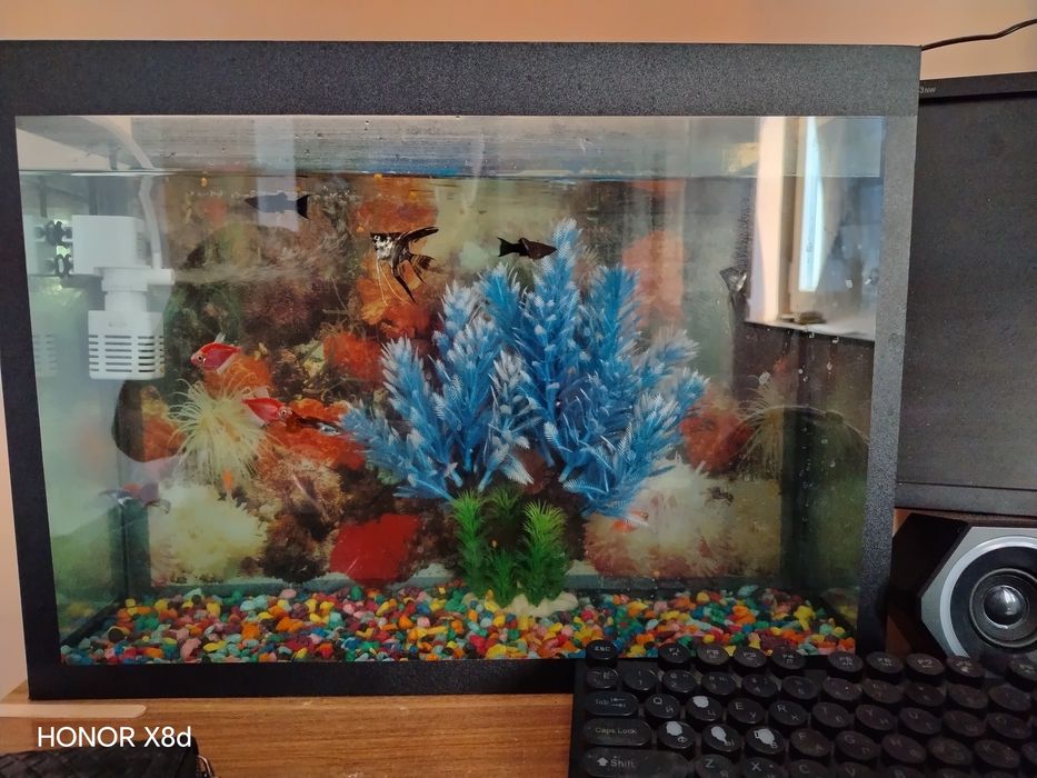 Kampyuter sotiladi akvarium 22litr 10ta baligi Srochna 3ml ga srochna