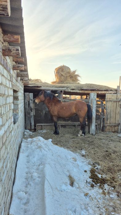 Айғыр сатылады Бағасына келісеміз
