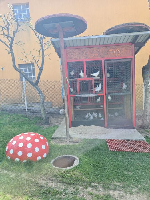 Pui voiajori albi 2026 și Maturi