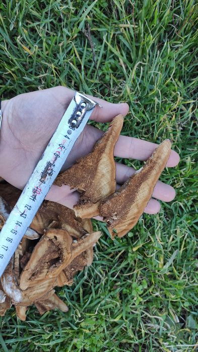 Прахан - Праханова гъба - Бушкрафт (Bushcraft), Оцеляване