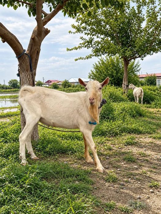 Zanin taka sotiladi. Зенин така