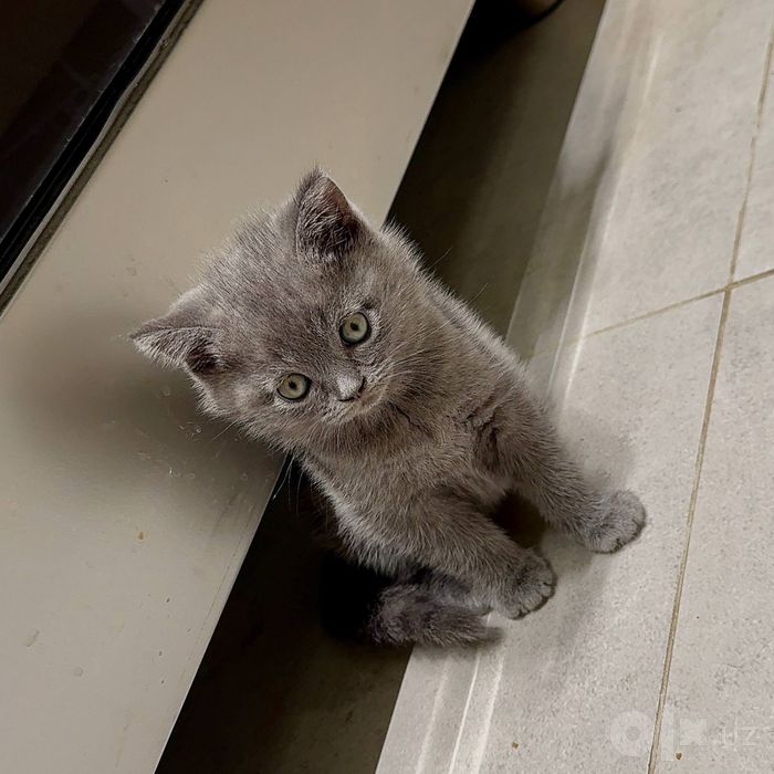 Котята ищут семью
