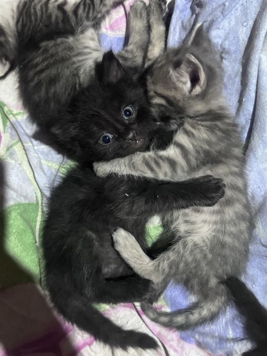 Продаются милые черные котята