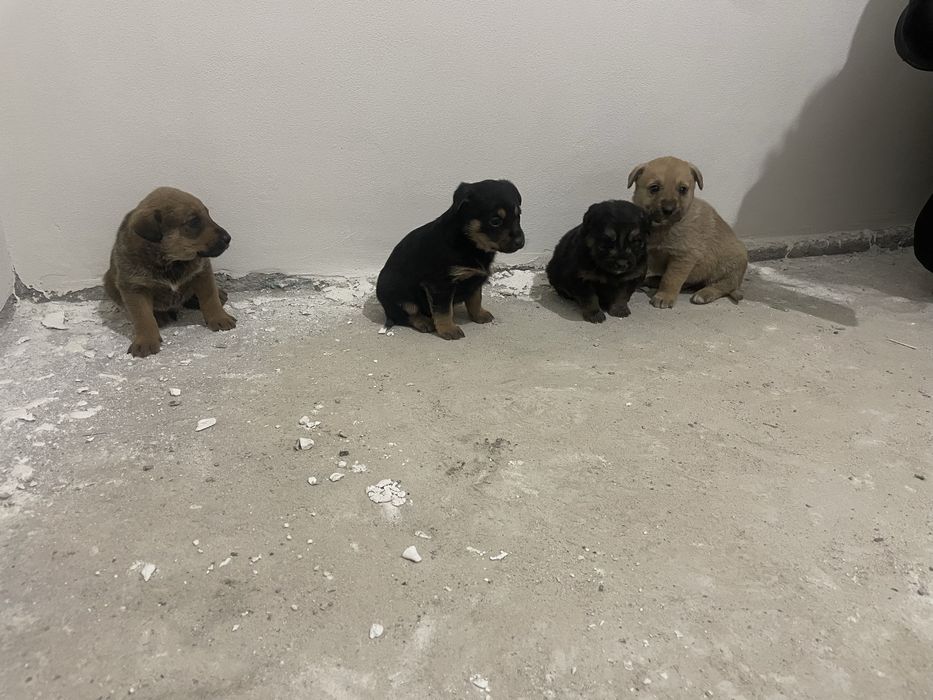 Donez  Catelusi 7 saptamani