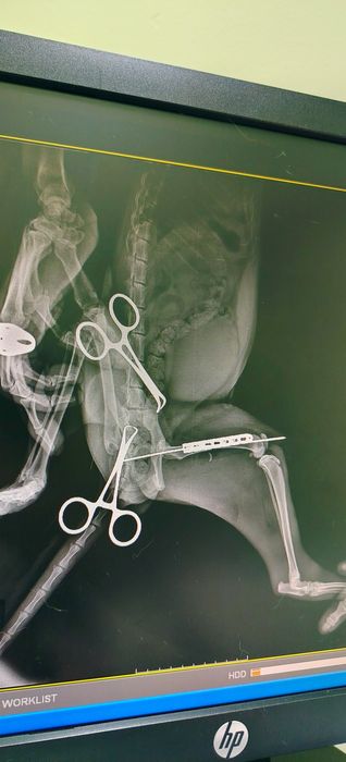 Mushuklaringiz sog'lig'ini oylovchi veterinar doctor