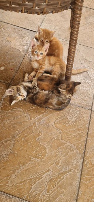 Кошки котята кошки