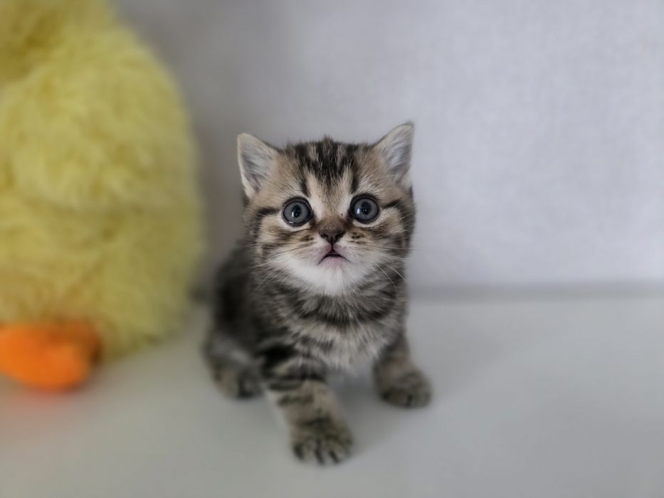 Британские котята