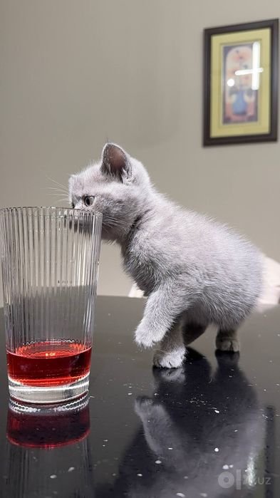 Котята ищут семью