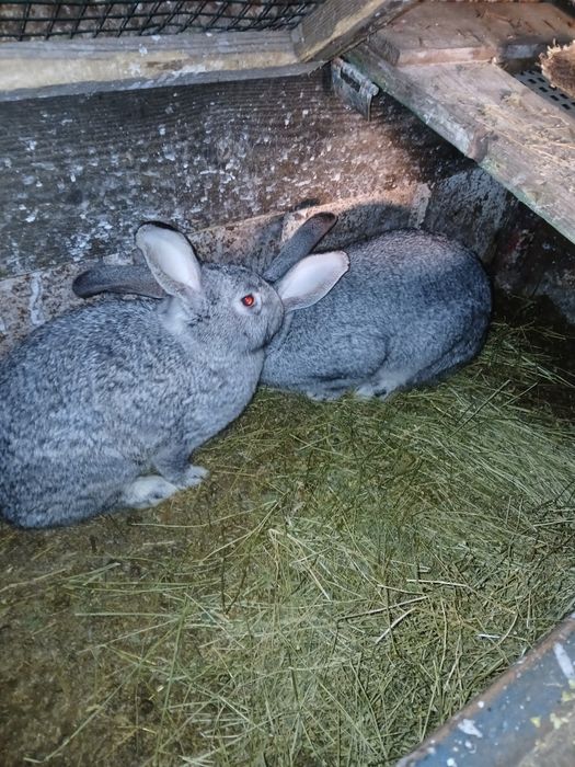 Vând iepuri si porumbei