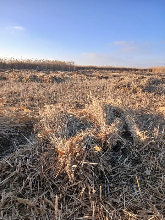 Qamish sotiladi narxini galishamiz.