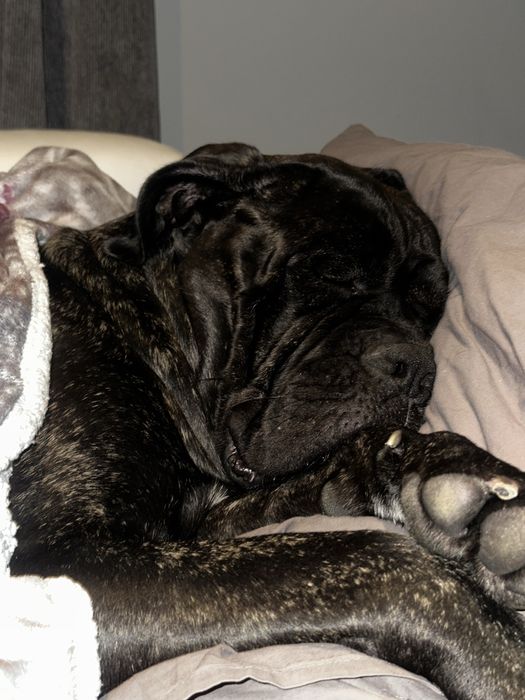 Кане Корсо 7.11.2025г. Момиче!