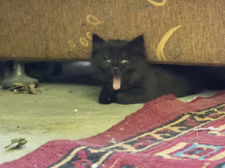 Отдам котят даром