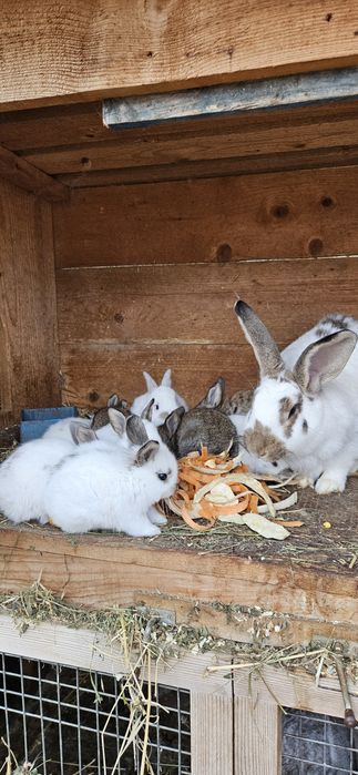 Iepurasi de vânzare