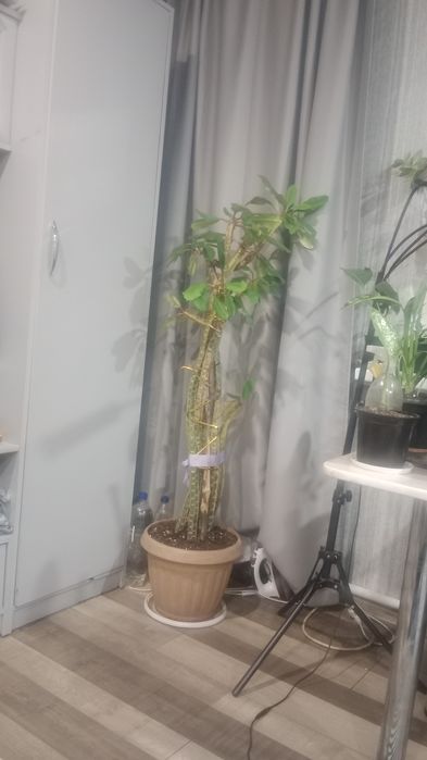 Обмен домашними цветами.