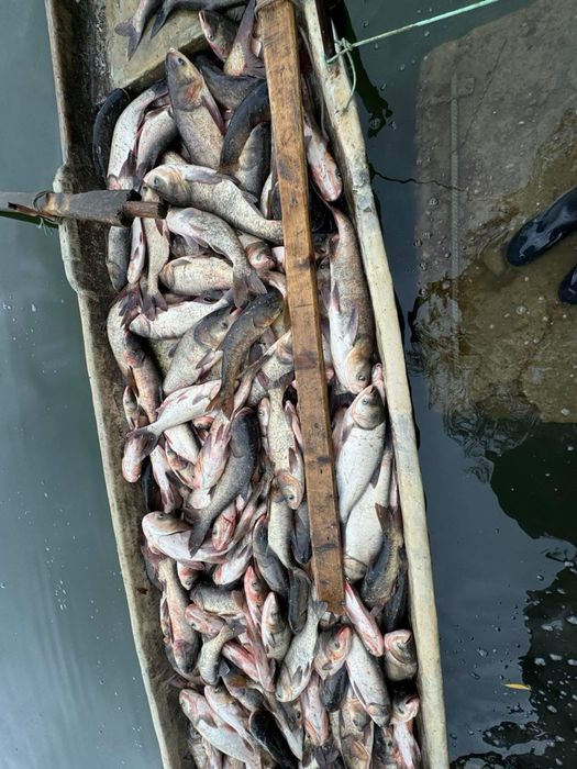 Fitofag proaspat/viu