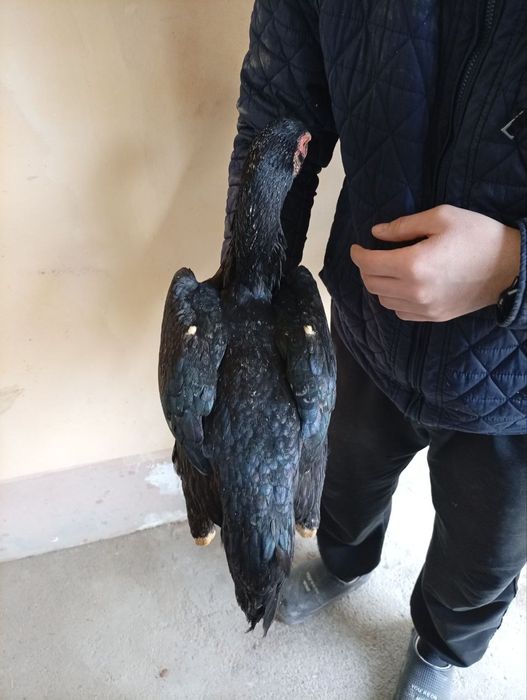 Дакен жужа макён сотилади