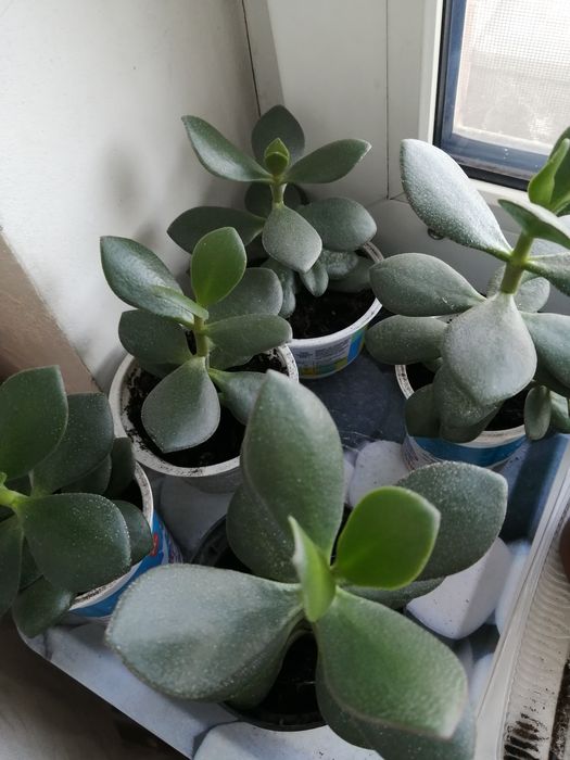 Толстянка (денежное дерево)