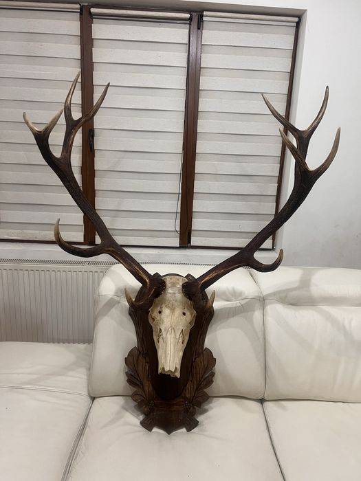 Trofeu  cerb carpatin