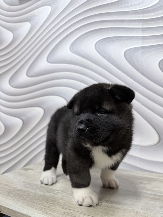 Щенки американской акиты