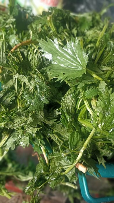 крапива (сок этого года )