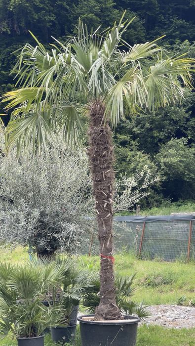 Palmieri Exotici | Trachycarpus, Washingtonia, Chamaerops
