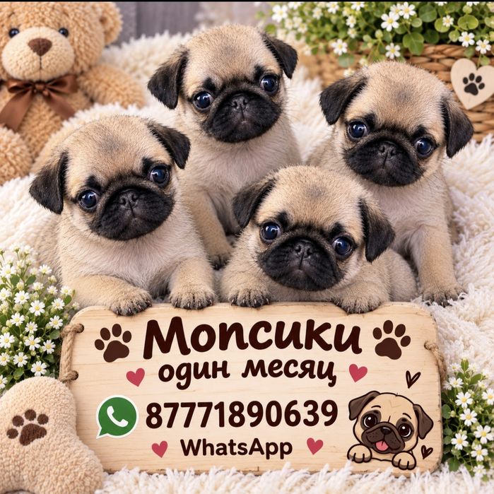 Продаются очаровательные щенки мопса