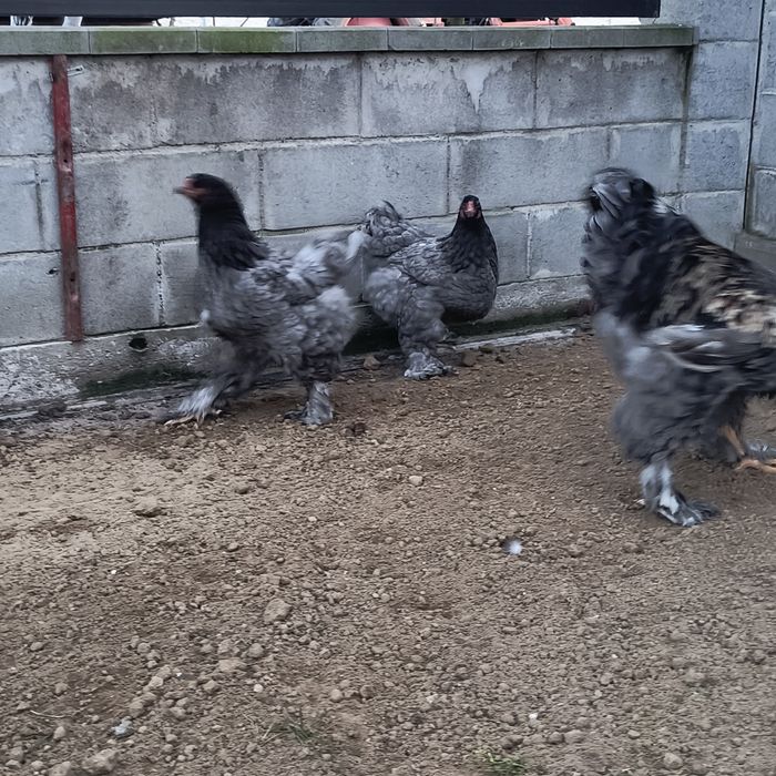 Găini brahma albastru