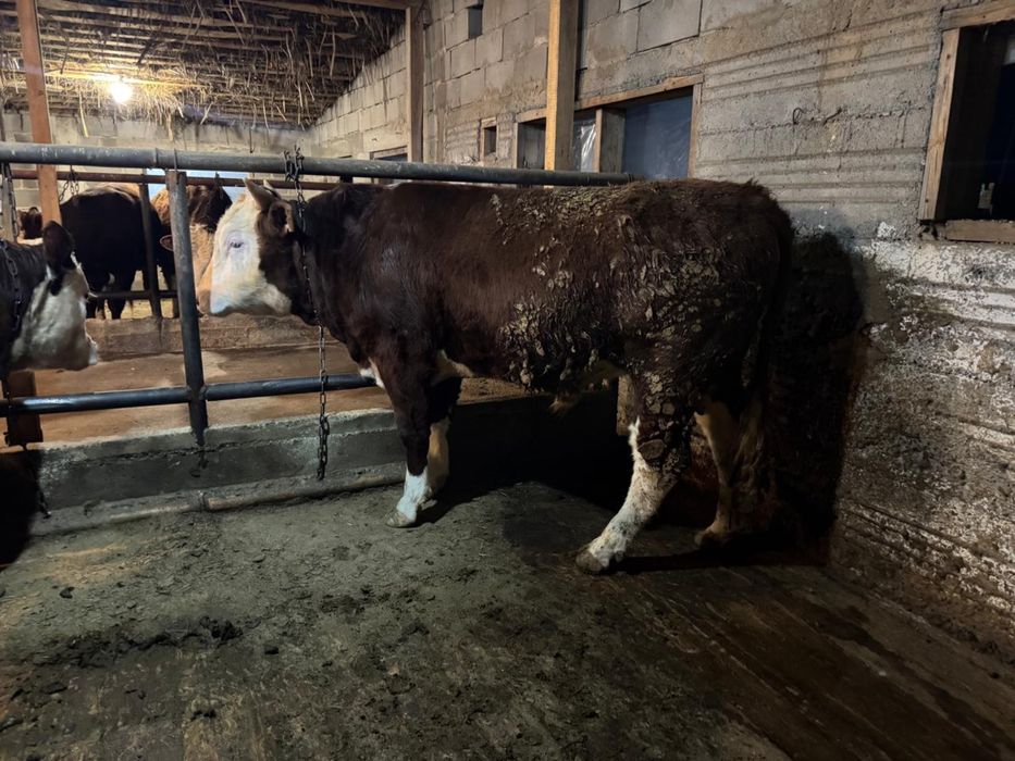 Продам бычков……..