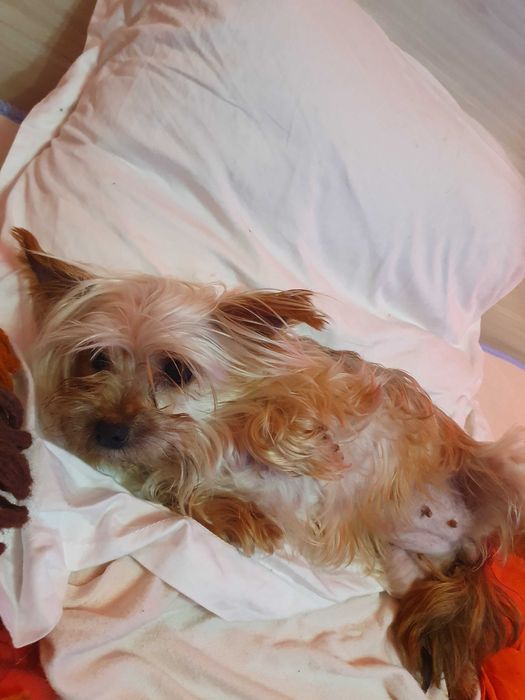 Мини йорки   3 женски