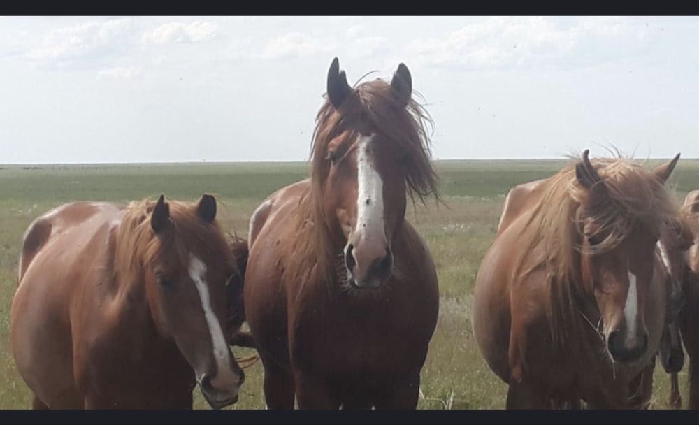 Продам лошадей 8 голов ( байтал)