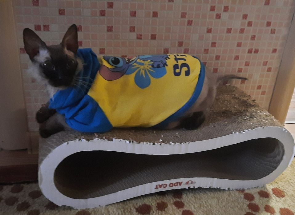 Толстовка с капюшоном для собак/кошек